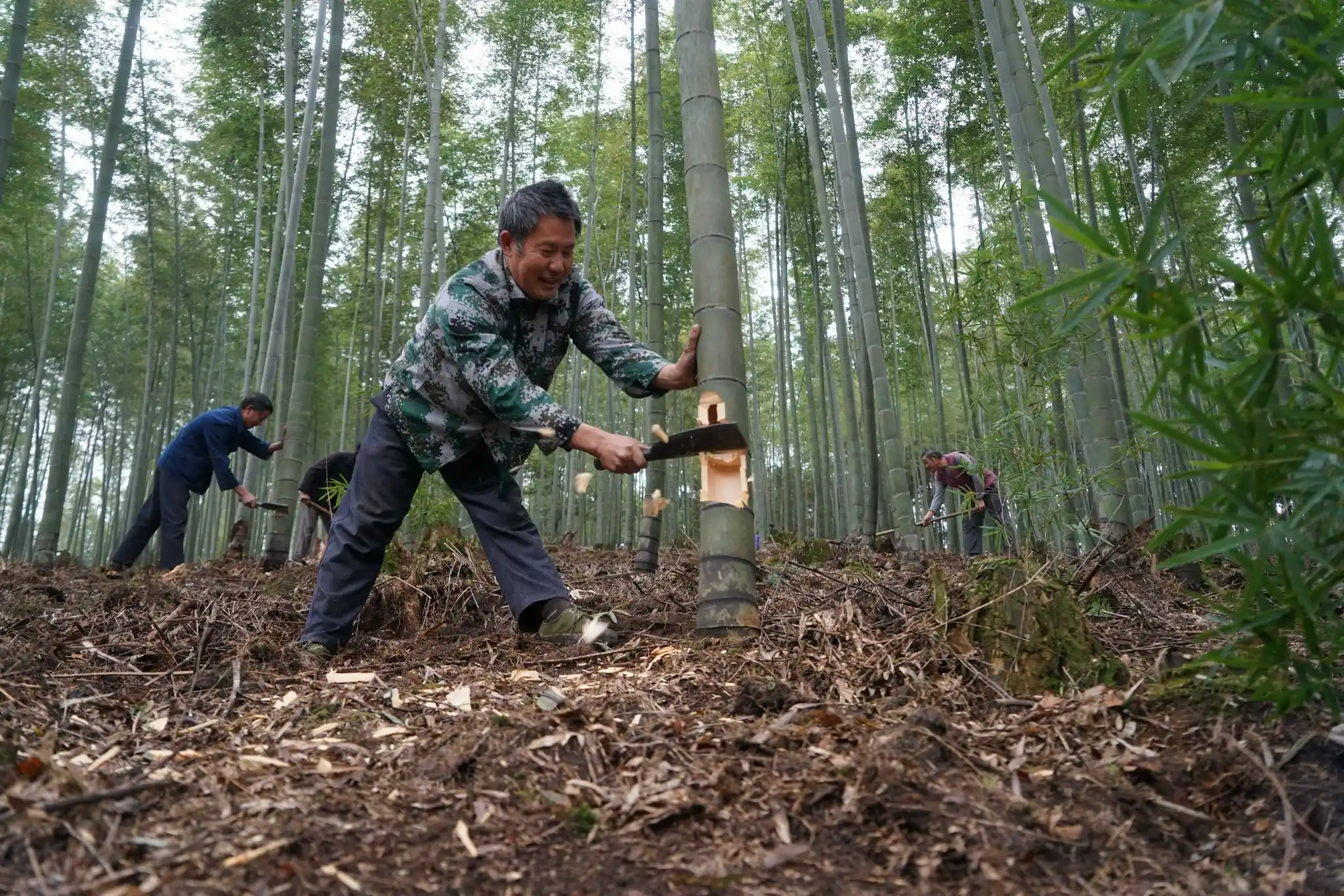Bamboo Harvesting
