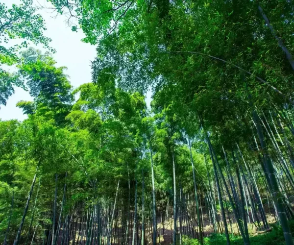 Bamboo Plantation